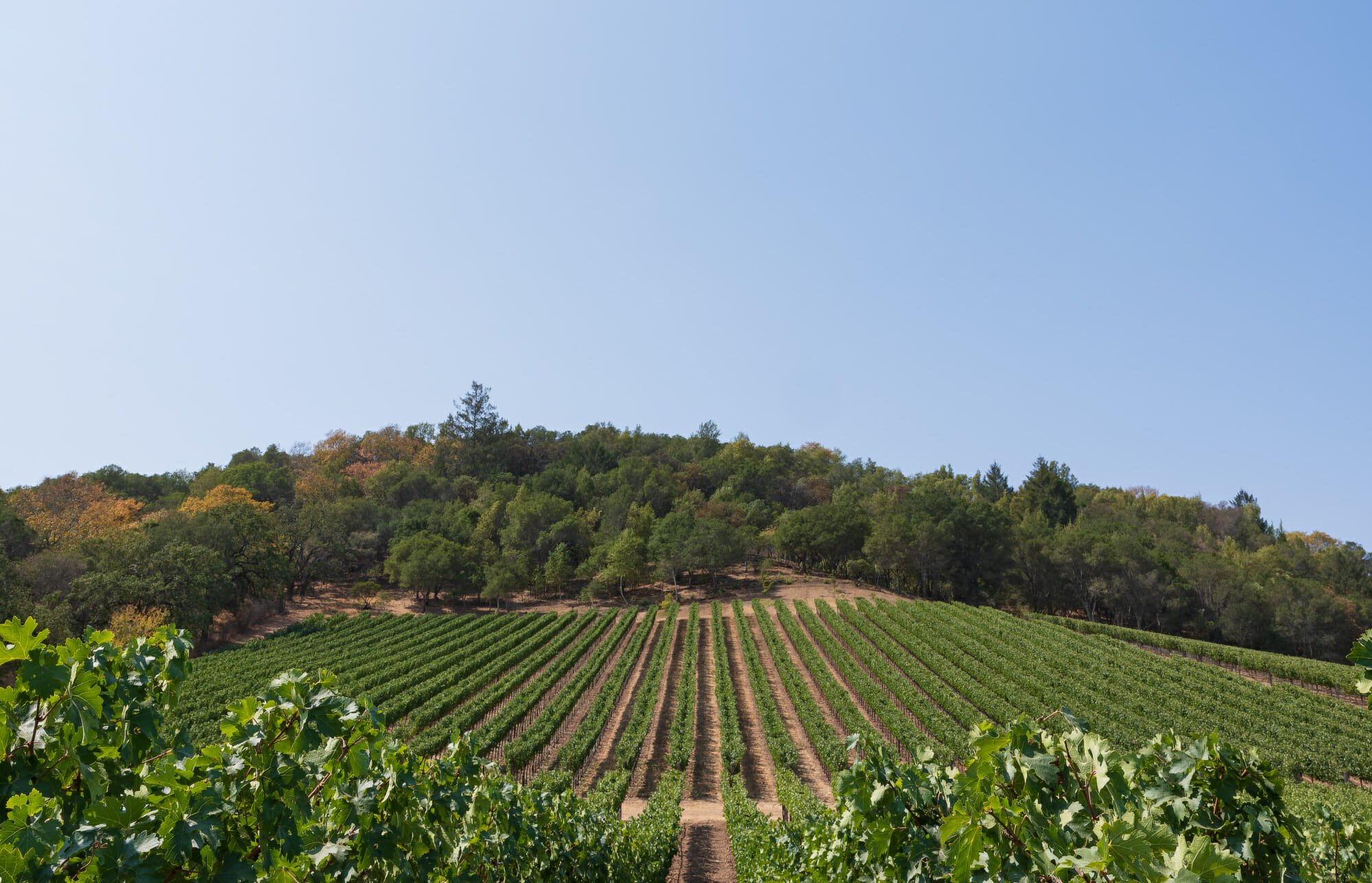 How Winemaker Tor Kenward Has Helped Shape Napa Valley Since 1977